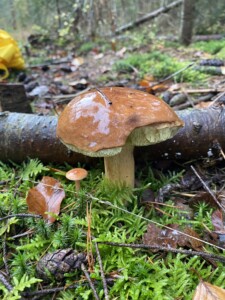 Poolse traditie – Het plukken van paddenstoelen